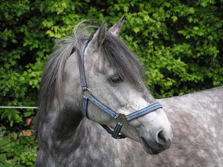 Anden særlig race  Stella<3 SOLGT  billede 13