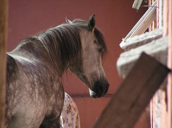 Anden særlig race  Stella<3 SOLGT  billede 16