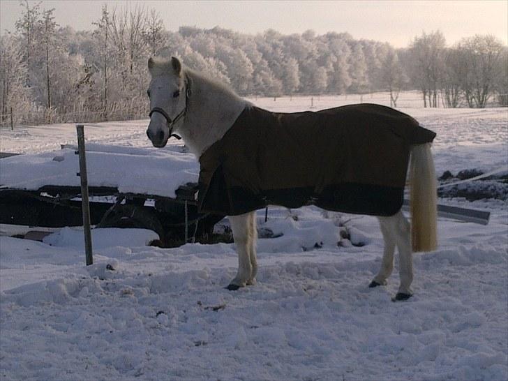 Anden særlig race Ofelia. billede 16