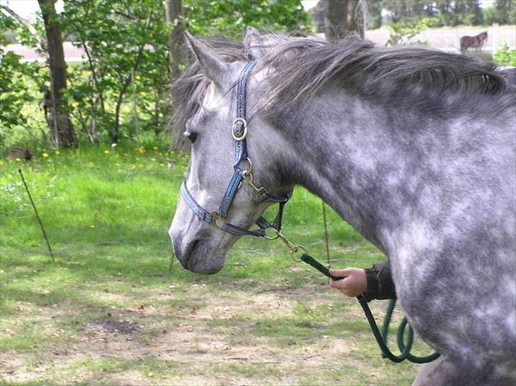 Anden særlig race  Stella<3 SOLGT  billede 18