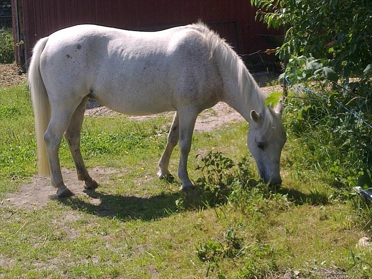 Anden særlig race Ofelia. billede 9