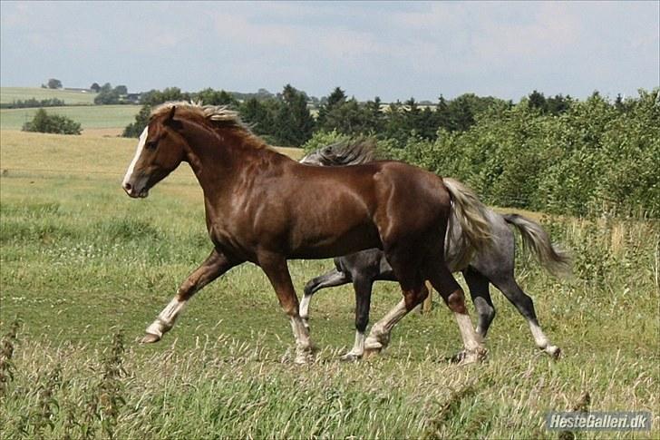 Welsh Cob (sec D) Fjordglimt Mr. George billede 4