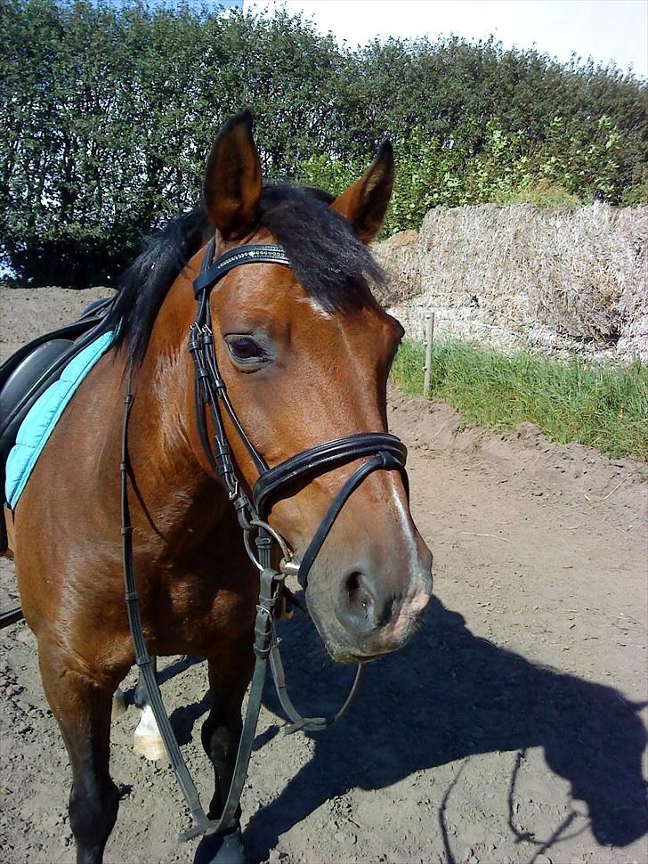 New Forest Charly - Modelbillede Foto: Mig:) billede 16