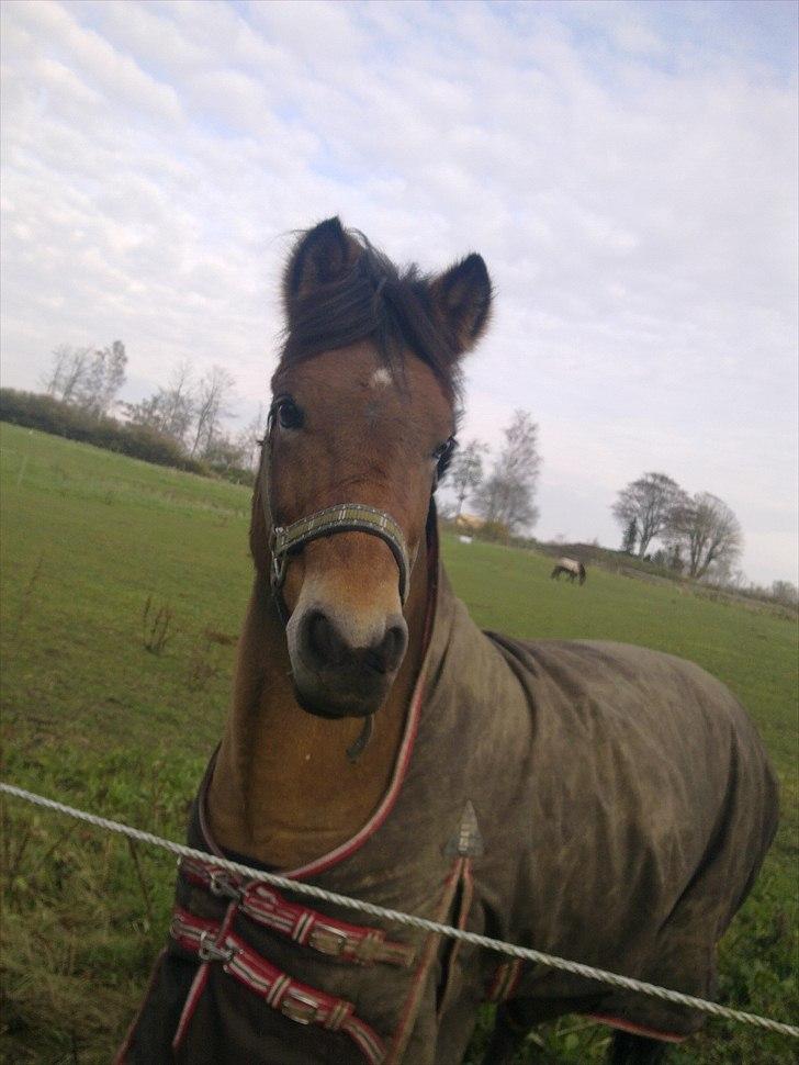 Anden særlig race Dolly Girl <3 - smukke Doller mus:D<3<3<3<3 billede 5