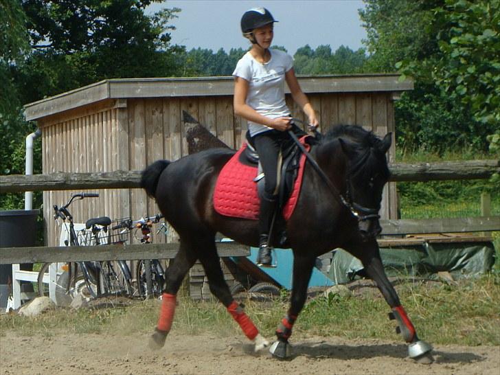 Anden særlig race Pakito - SOLGT - dressur på kitto billede 18
