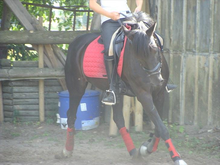 Anden særlig race Pakito - SOLGT - hun er som en "gummibold" og så skøn at runde! billede 19