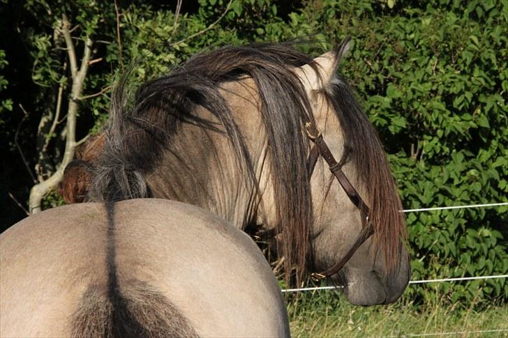 Anden særlig race chinosch (MiTho's  cosi) - 2010 billede 5