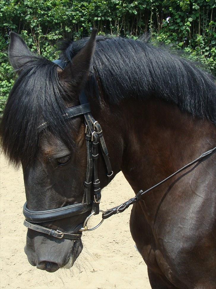 Anden særlig race Pakito - SOLGT - det skønne hovede billede 20