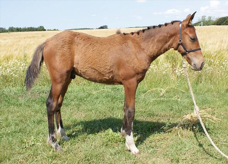 Anden særlig race Troja *Solgt* - Juli 2010. 4 mdr. billede 18