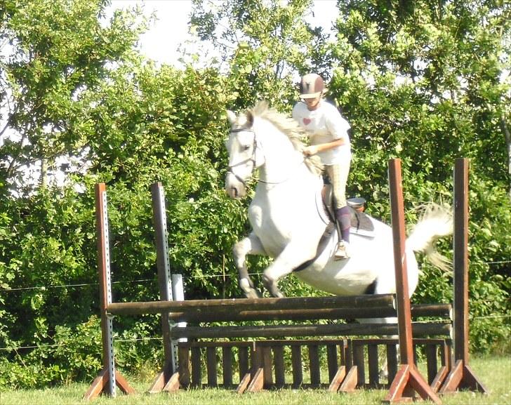 Anden særlig race Ricky - 2010 billede 11