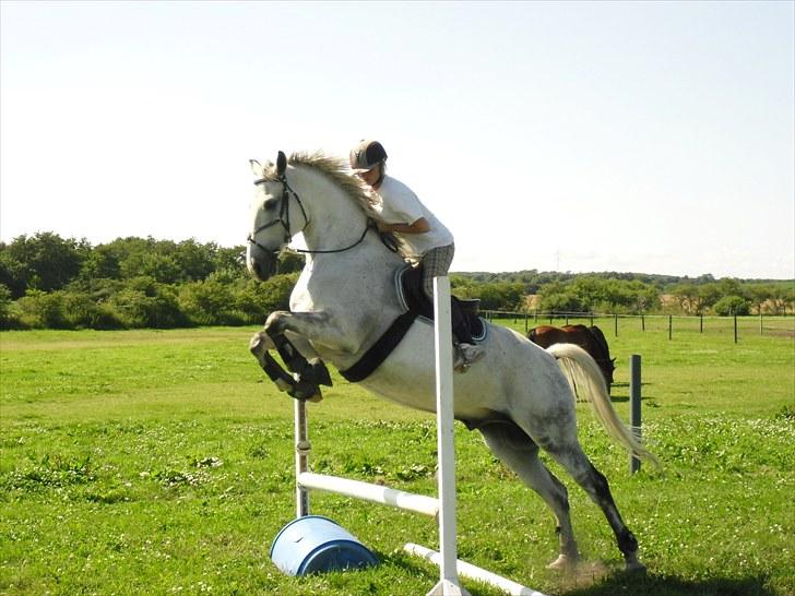 Anden særlig race Ricky - 2010 billede 12