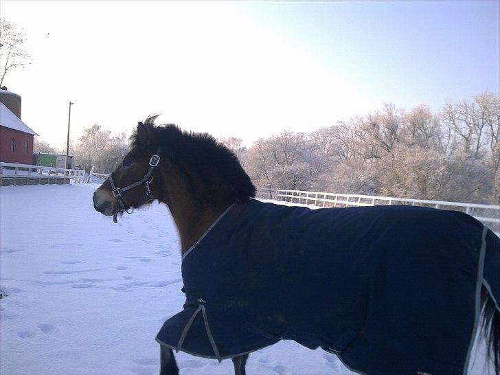 Anden særlig race Dolly Girl <3 - Mussi leger i snen! ;)  billede 12