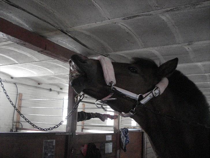 Anden særlig race Dolly Girl <3 - HeHE du gør miiig alti glad <3 billede 16