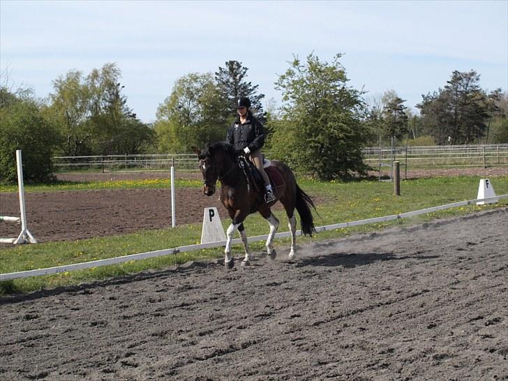 Pinto Anpala's Conthana - solgt billede 19