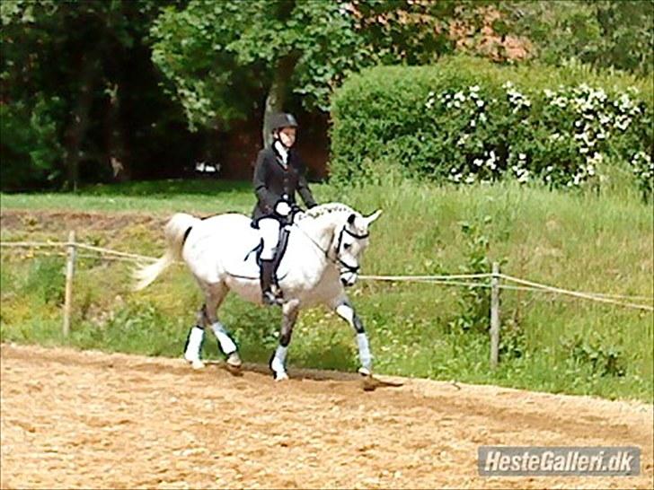 Arabisk fuldblod (OX) *solgt* extream Lady billede 3