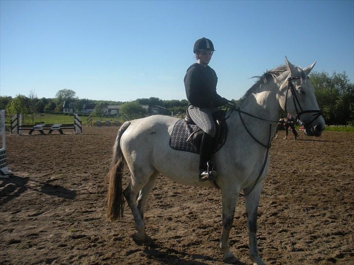 Holstener Katrinebjergs Sonate - Dejlige hest! <3 billede 2