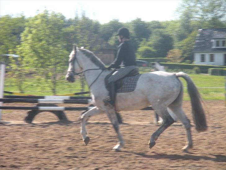 Holstener Katrinebjergs Sonate - Hendes skønne trav! ;-) billede 5