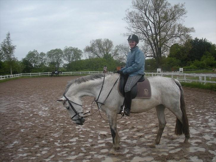 Holstener Katrinebjergs Sonate - Dressur. billede 6