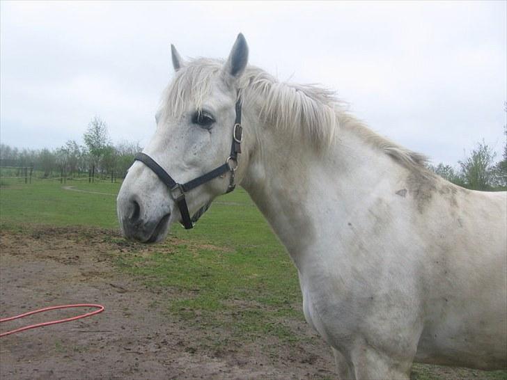Anden særlig race Max - Solgt. billede 11
