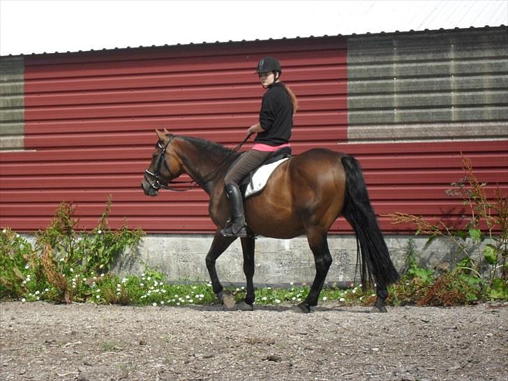 Hannoveraner Shakira (gl. part) billede 10