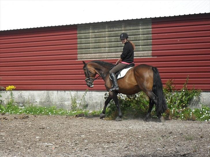 Hannoveraner Shakira (gl. part) billede 11