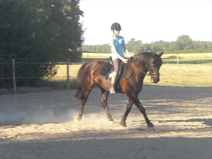 Anden særlig race | CHOPIN. - Beklager min ridning, men det er altså svært at komme fra en lille 3´er til en stooor 1´er billede 8
