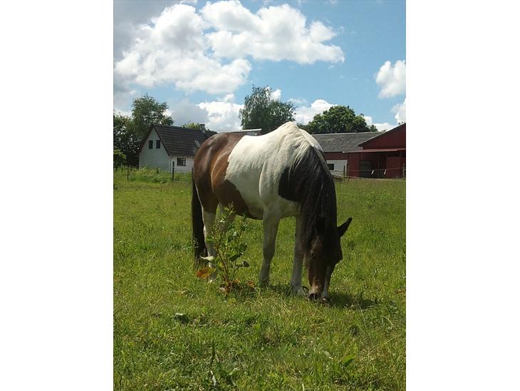 {{currentPhoto.altText}} billede {{currentPhoto.number}}