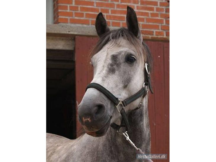 {{currentPhoto.altText}} billede {{currentPhoto.number}}