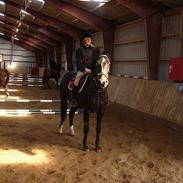 Dansk Varmblod Fernando Fælleden