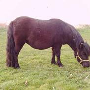 Shetlænder Blackie *solgt*