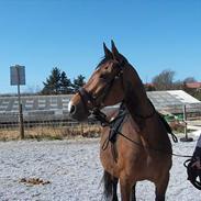 Dansk Varmblod maliza *solgt*