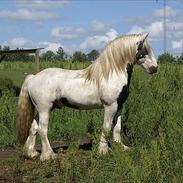 Irish Cob Grymyrs Django (SOLGT)