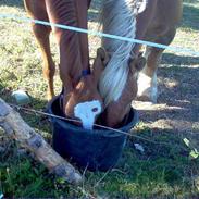 Hollandsk Sportspony Skovhyttens Aviner(solgt)