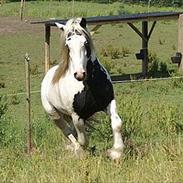 Irish Cob Grymyrs Django (SOLGT)