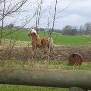 Haflinger mille  solgt