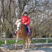 Haflinger mille  solgt