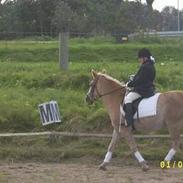 Haflinger mille  solgt