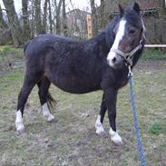 Welsh Mountain (sec A) Fronllwyd Nerys ¤R.I.P.¤