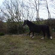 Welsh Mountain (sec A) Fronllwyd Nerys ¤R.I.P.¤