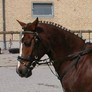 DSP candis  [solgt!]