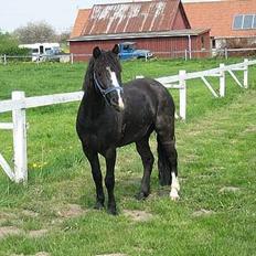 Dartmoor Akido af granlygård