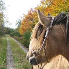 Irish Cob Crossbreed Ove