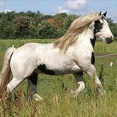 Irish Cob Grymyrs Django (SOLGT)