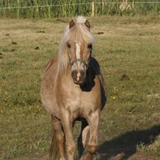 Tyroler Haflinger Notabene Lundgaard
