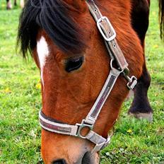 New Forest Flintedales Extreme