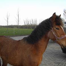 New Forest Flintedales Extreme