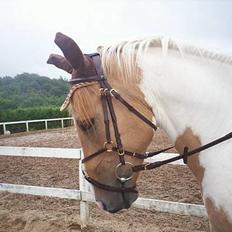 Pinto Stald Poppels Gentleman 