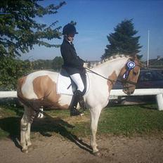 Pinto Stald Poppels Gentleman 