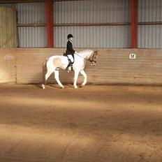 Pinto Stald Poppels Gentleman 