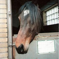 Traver Owens Rødbylund (aflivet)